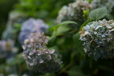 Close-up of white flowers