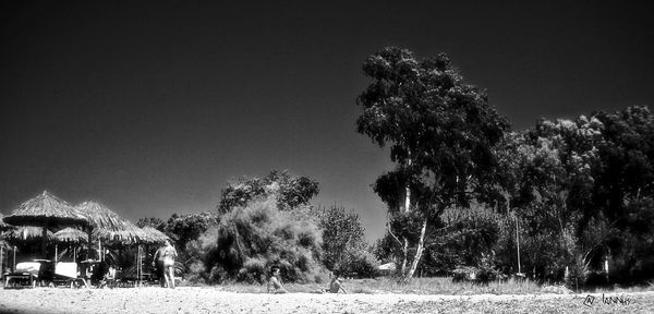 Trees against sky