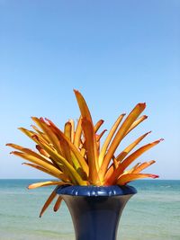 Close-up of flower on beach against clear sky