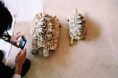 Cropped image of man photographing turtles on floor