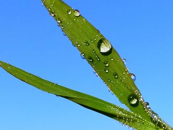 Close-up of wet plant against clear blue sky