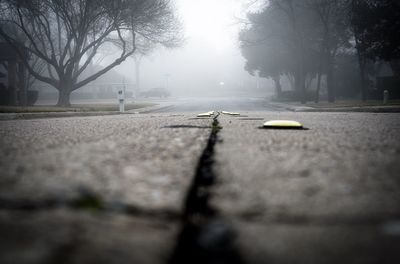 Surface level of road along trees