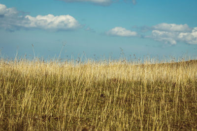 Scenic view of wheat field against sky