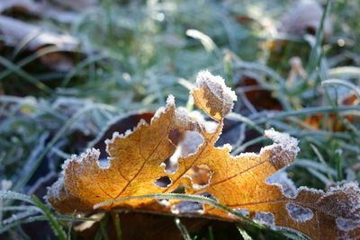 Close-up of snow on leaf