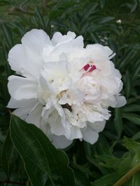 Close-up of white flower