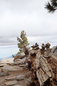 Close-up of driftwood on beach against sky