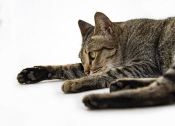 Close-up of a cat resting on white background