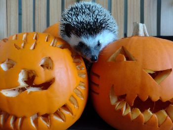 Close-up of a pumpkin