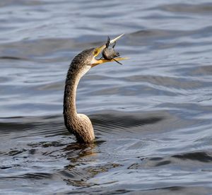 Bird flying over lake