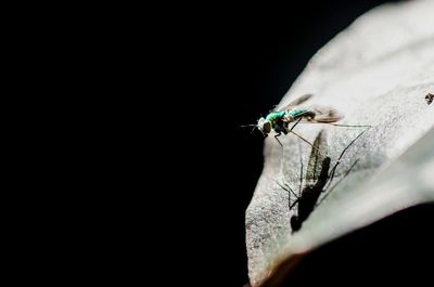 Close-up of insect on black background