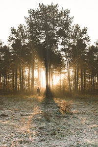 Man walking in forest during sunset