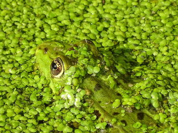 Close-up of green leaf