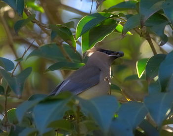 Close-up of bird perching on tree