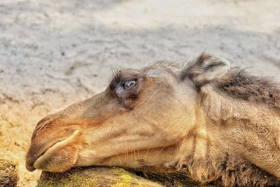 Close-up of an animal lying on land