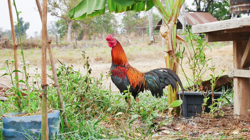 Rooster perching by plants in farm