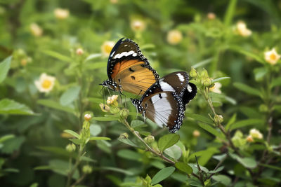 Butterflies mating and flying around the garden, colorful with bokeh and green natural background