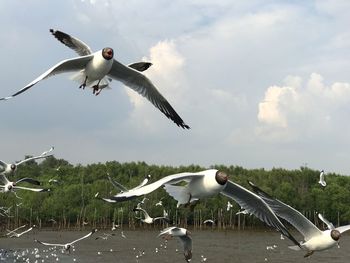 Seagulls flying in the sky