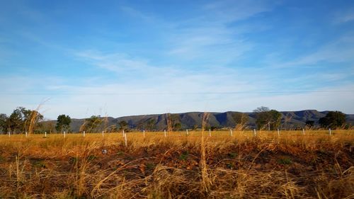 Scenic view of field against blue sky