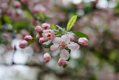 Close-up of pink cherry blossoms