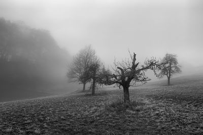 Trees on field against sky during foggy weather