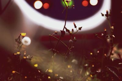 Close-up of illuminated lamp