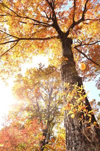 Low angle view of tree against sky