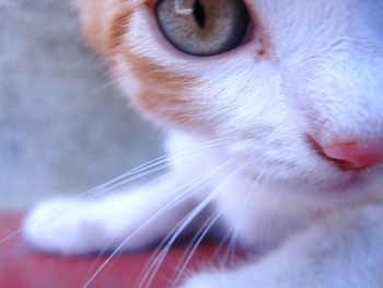 Close-up of cat