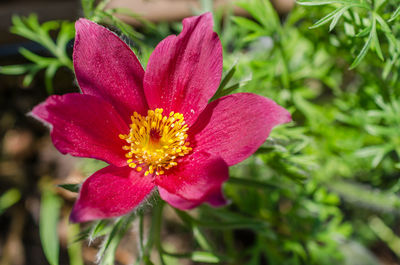 Close-up of pink flower