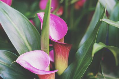 Close-up of pink flowering plant