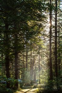 Sunlight streaming through trees in forest