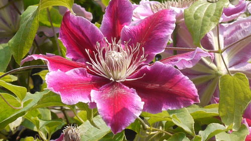 Close-up of pink flower