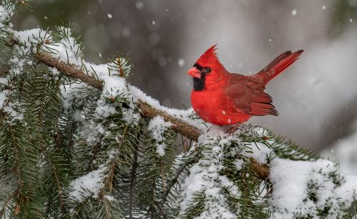 Northern cardinal on tree branch with snow during winter