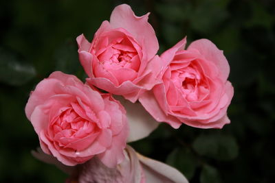 Three very ripe roses still beautiful. three roses with a wilted petal.