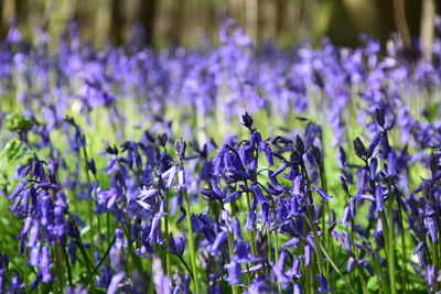 Close-up of purple flowers blooming in field