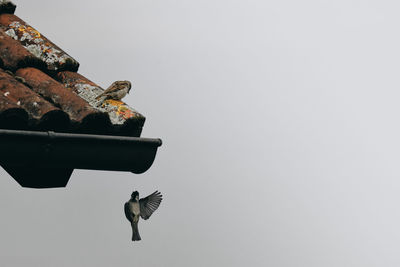 Low angle view of bird flying in sky