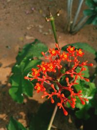 High angle view of orange flowering plant
