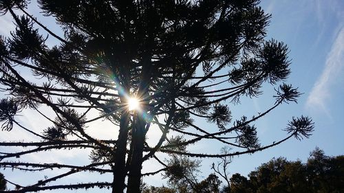 Low angle view of tree against sky
