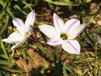 Close-up of white flowers blooming outdoors