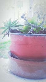 potted plant