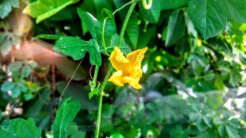 Close-up of yellow flowers