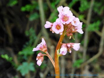 Close-up of pink flowers blooming outdoors