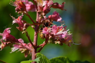 Close-up of pink flowering plant