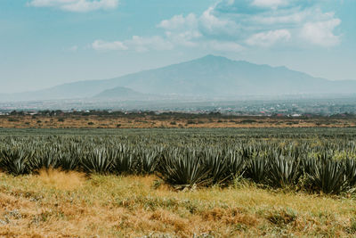 Scenic view of agricultural field against sky