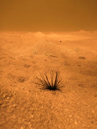 Scenic view of sand dune in desert against sky