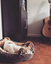 Low section of dog sleeping on hardwood floor