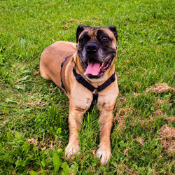 Portrait of dog on field