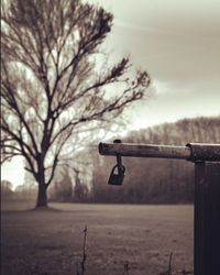 Close-up of bare tree on field against sky