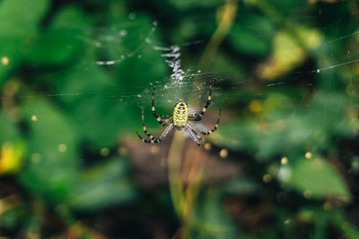 Close-up of spider on web