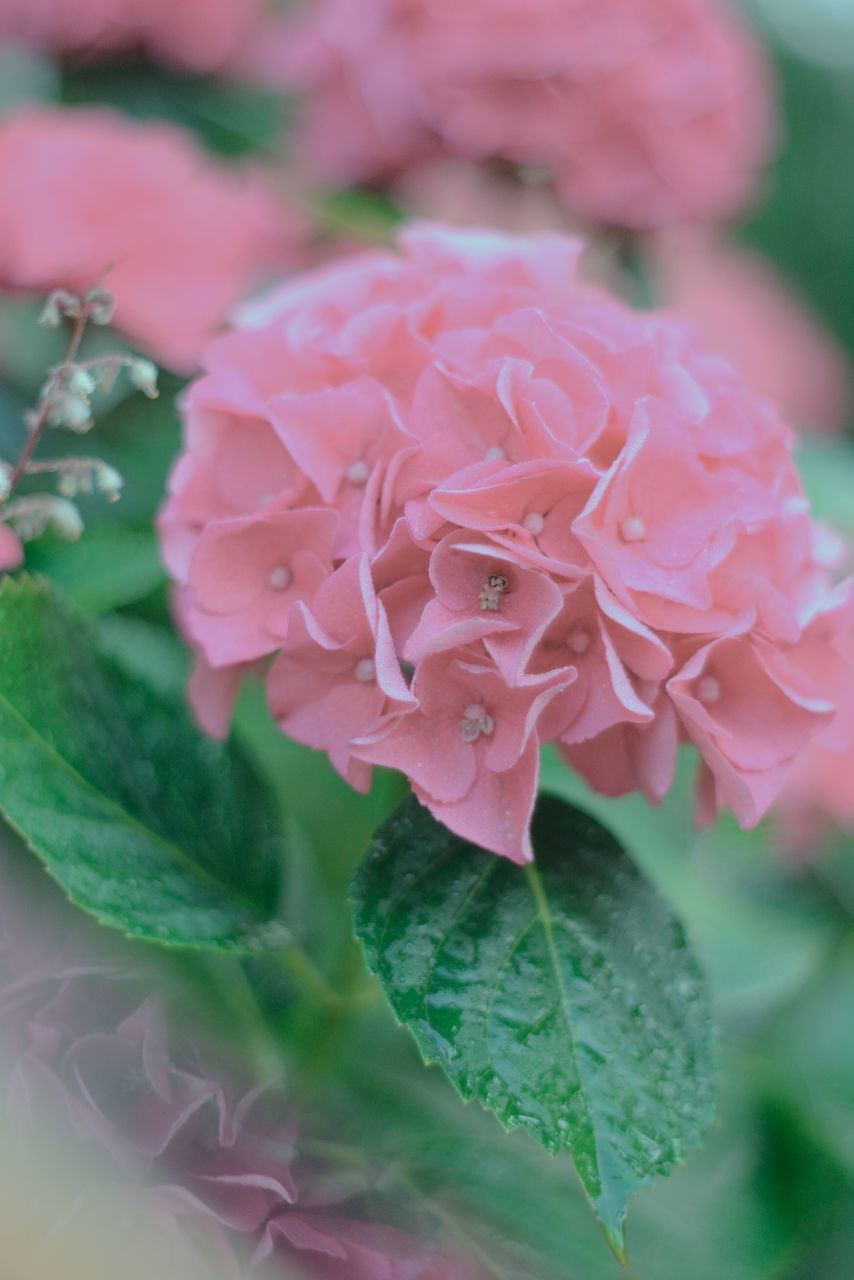 CLOSE-UP OF PINK ROSES