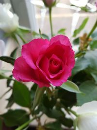 Close-up of pink rose blooming outdoors